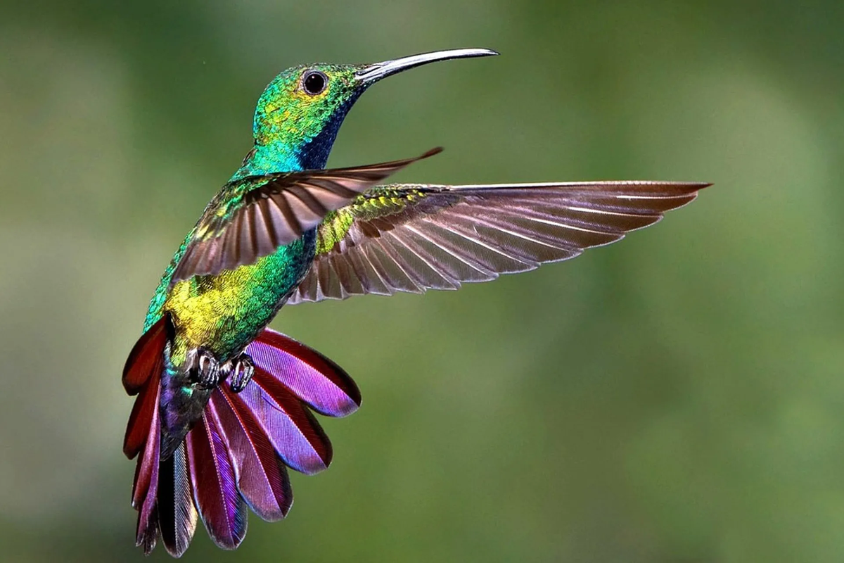 El colibrí es un pequeño pájaro cuyo hábitat natural es todo el continente americano.
