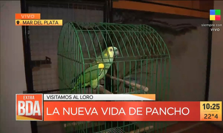 El loro Pancho regresó a su casa por una resolución judicial: el reencuentro con la familia El loro Pancho regresó a su casa por una resolución judicial: el reencuentro con la familia