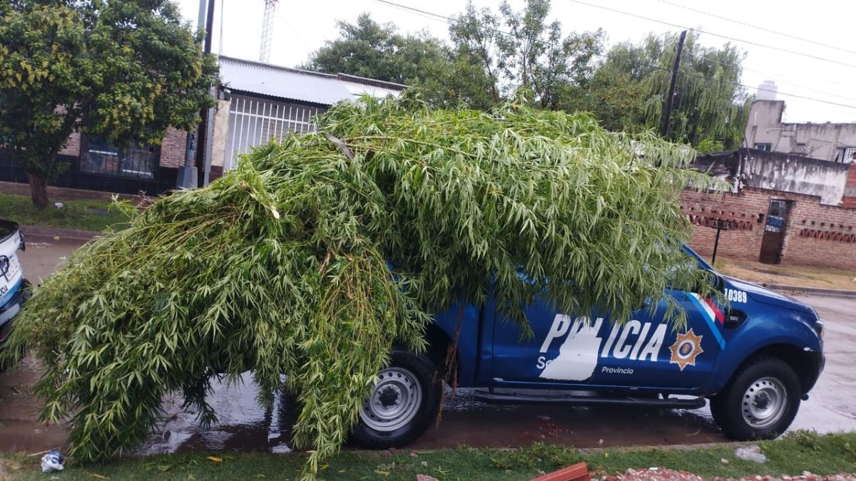 Secuestraron 35 plantas de Marihuana de un domicilio en calle Lamadrid a la altura del 6500 en el norte de la ciudad de Santa Fe.