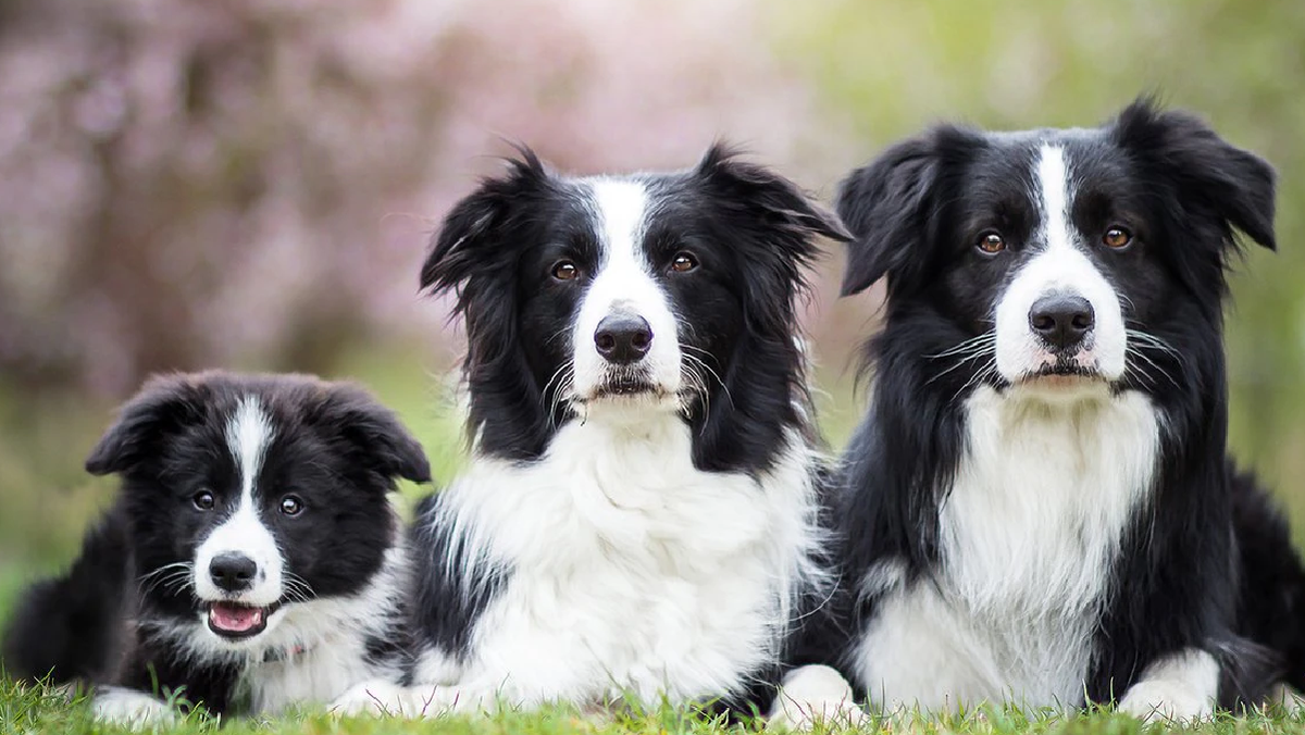 Los animales poseen un extraordinario desarrollo de sus facultades perceptivas.