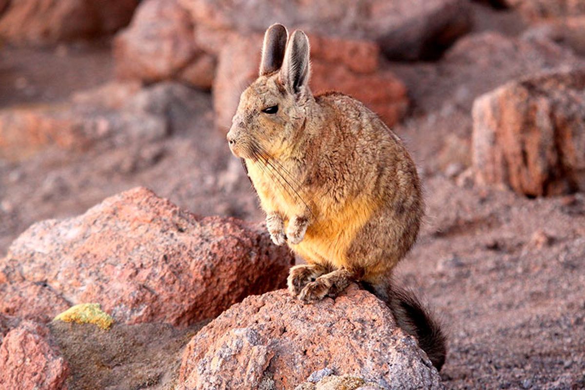 Cada participante de MasterChef tuvo que crear una receta usando una proteína poco común, como la vizcacha.