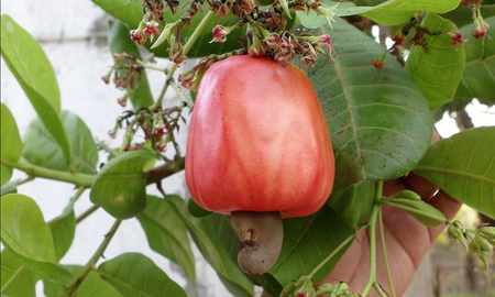 El alimento clave para combatir el cansancio y fortalecer tus huesos, según Harvard El alimento clave para combatir el cansancio y fortalecer tus huesos, según Harvard