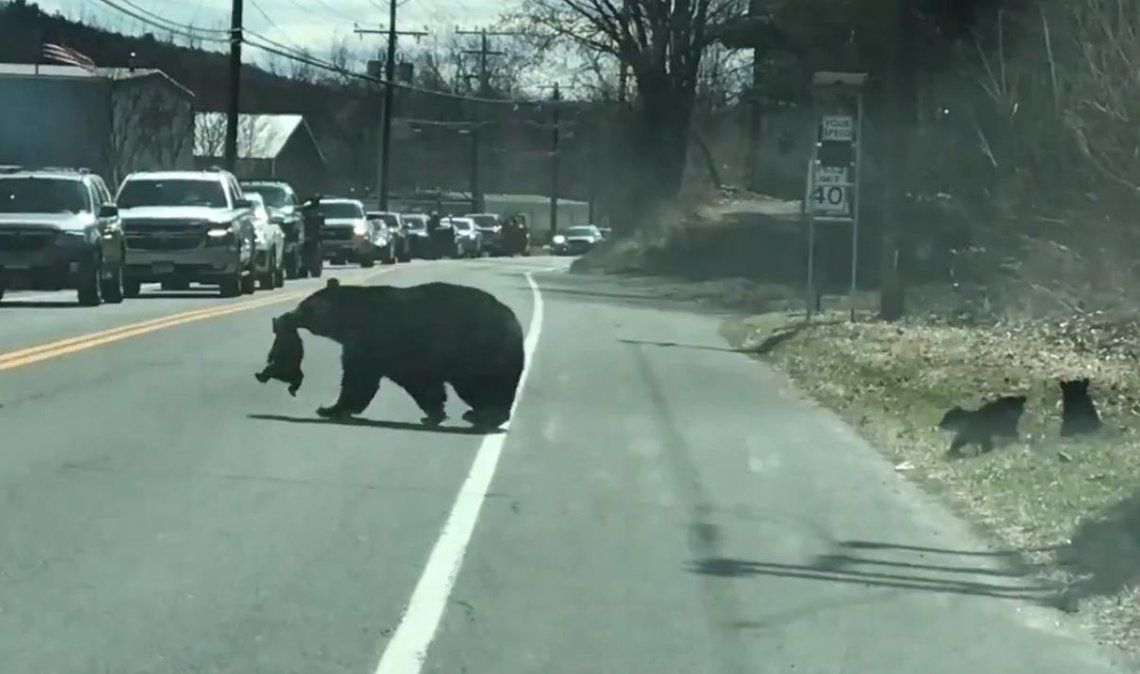 La osa interrumpió el tránsito de una ruta en Winchester para poder cumplir su objetivo: cruzar con cada cachorro.