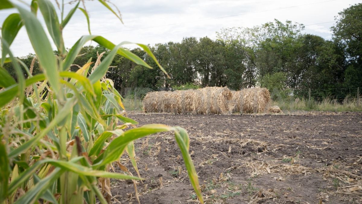 Los productores optan por transformar el maíz que no alcanzó a madurar y se quemó, en alimento para los animales.