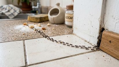 Si ves hormigas entrando en línea a tu casa, te contamos qué significa y cómo frenarlas