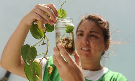 Se confirmó la presencia del mosquito transmisor de dengue en 33 barrios de la ciudad de Santa Fe. Se confirmó la presencia del mosquito transmisor de dengue en 33 barrios de la ciudad de Santa Fe.