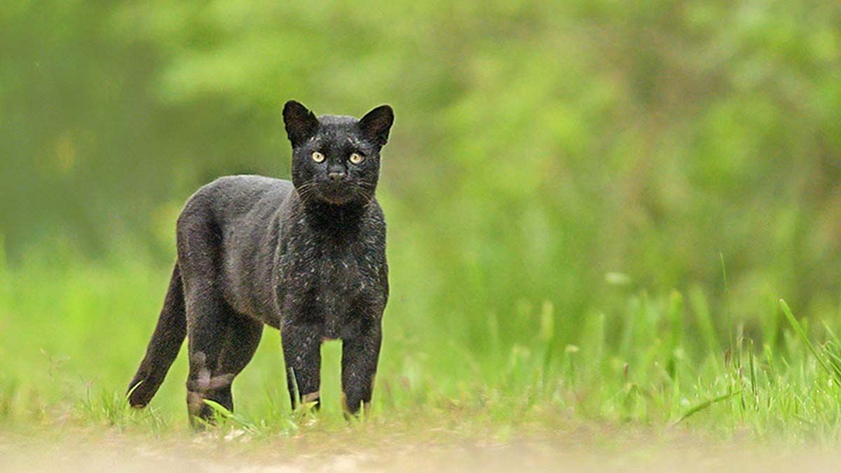 La presencia del animal fue detectada a trav&eacute;s de las c&aacute;maras-trampas del espacio verde.