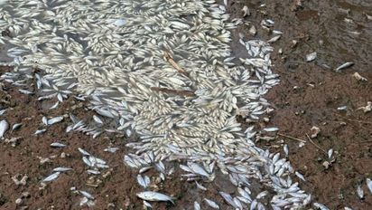 Mortandad de peces en el río Carcarañá: lluvias intensas, la principal hipótesis