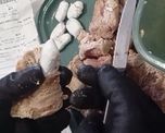 Detección de cocaína fraccionada en bifes de carne, dentro de la cárcel de Las Flores. Detección de cocaína fraccionada en bifes de carne, dentro de la cárcel de Las Flores.