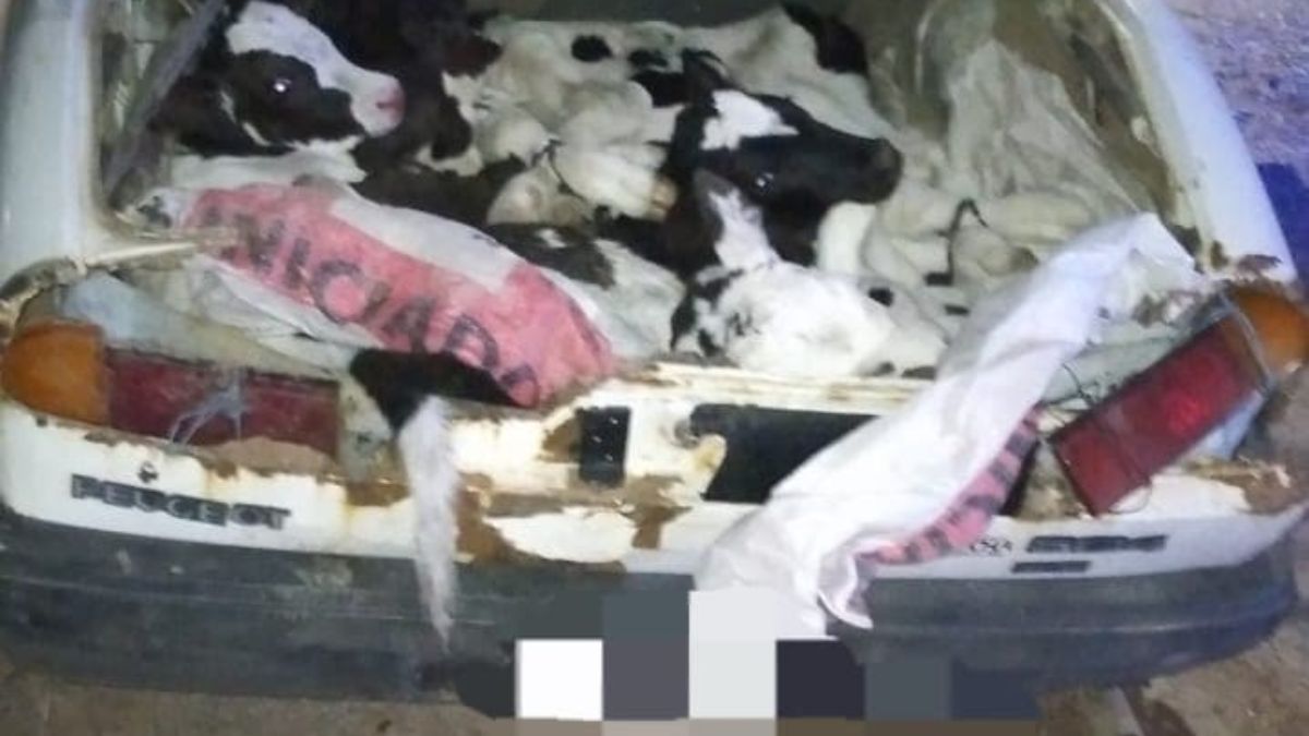 Así trasladaban a los animales en el auto. Así trasladaban a los animales en el auto.