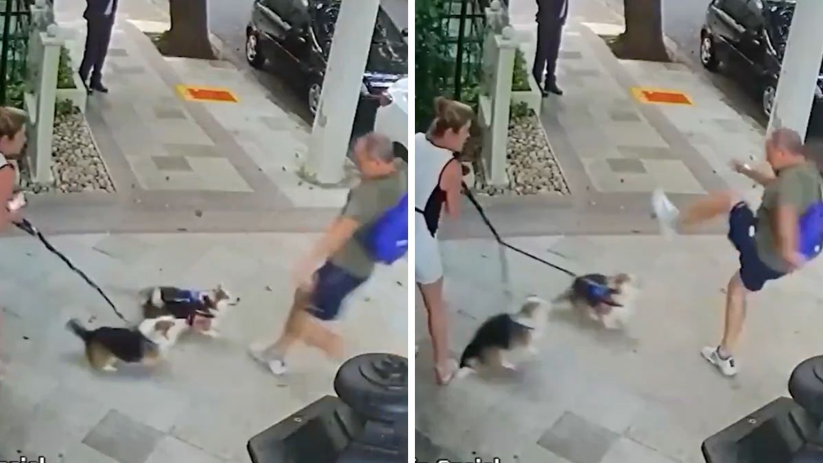 Cámaras de seguridad del barrio de Perdizes captaron el momento exacto de la agresión contra los dos animales.