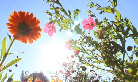 En noviembre, el calor y algunos descuidos pueden afectar la floración en balcones y jardines. En noviembre, el calor y algunos descuidos pueden afectar la floración en balcones y jardines.