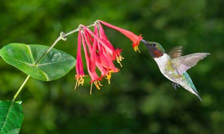 Si querés atraer colibríes al jardín, esta planta puede florecer durante meses. Si querés atraer colibríes al jardín, esta planta puede florecer durante meses.