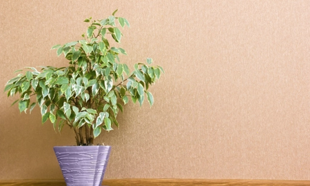 FICUS FICUS