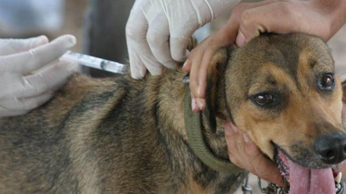 El Instituto Municipal de Salud Animal atender&aacute; con turnos durante la cuarentena.