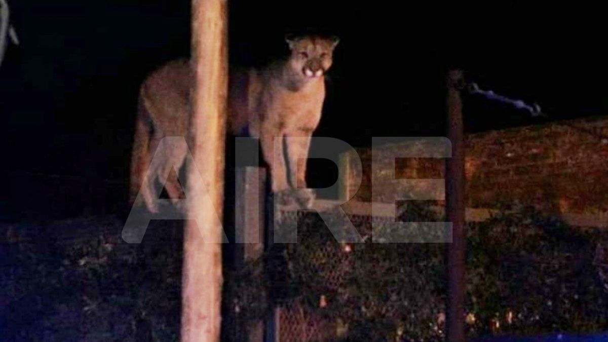 Registrado. El momento en que vecinos advirtieron la presencia del felino en Roldan.&nbsp;