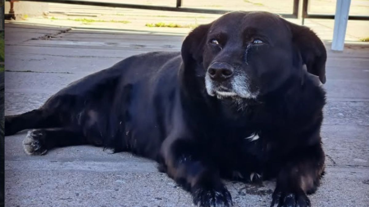 Garrafa, el perro callejero que acompañaba la vida cotidiana de estudiantes de la Universidad Nacional del Litoral. Garrafa, el perro callejero que acompañaba la vida cotidiana de estudiantes de la Universidad Nacional del Litoral.