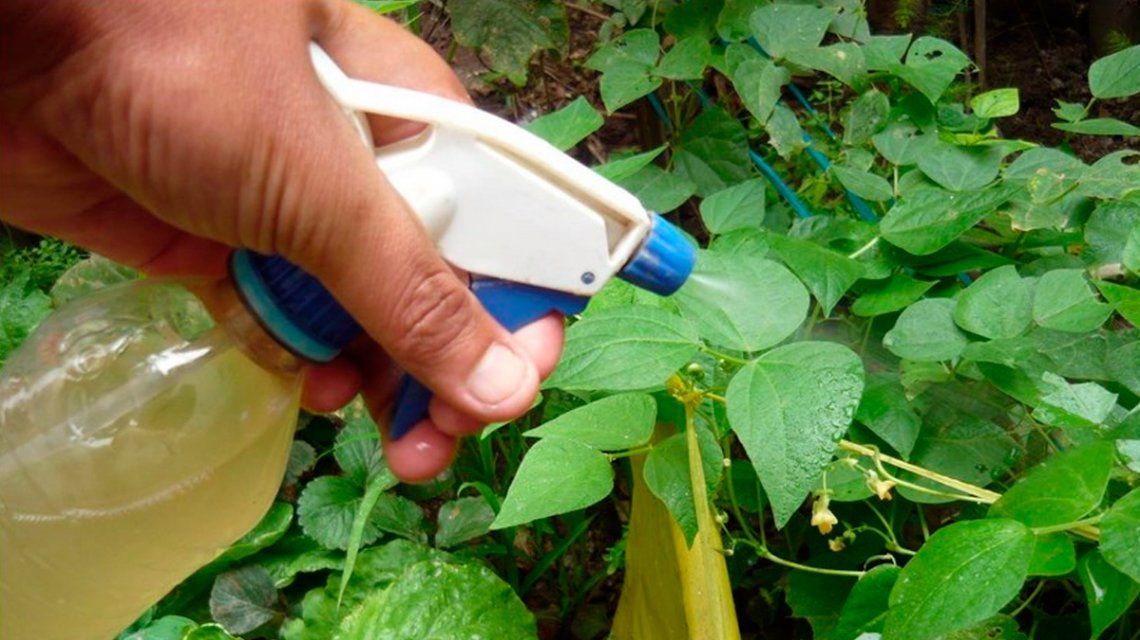 Prohíben la venta y el uso de un insecticida “probablemente cancerígeno”