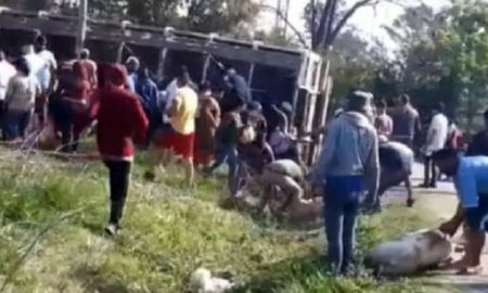 Video: volcó un camión con cerdos en Pilar y los vecinos los carnearon en el medio de la calle Video: volcó un camión con cerdos en Pilar y los vecinos los carnearon en el medio de la calle