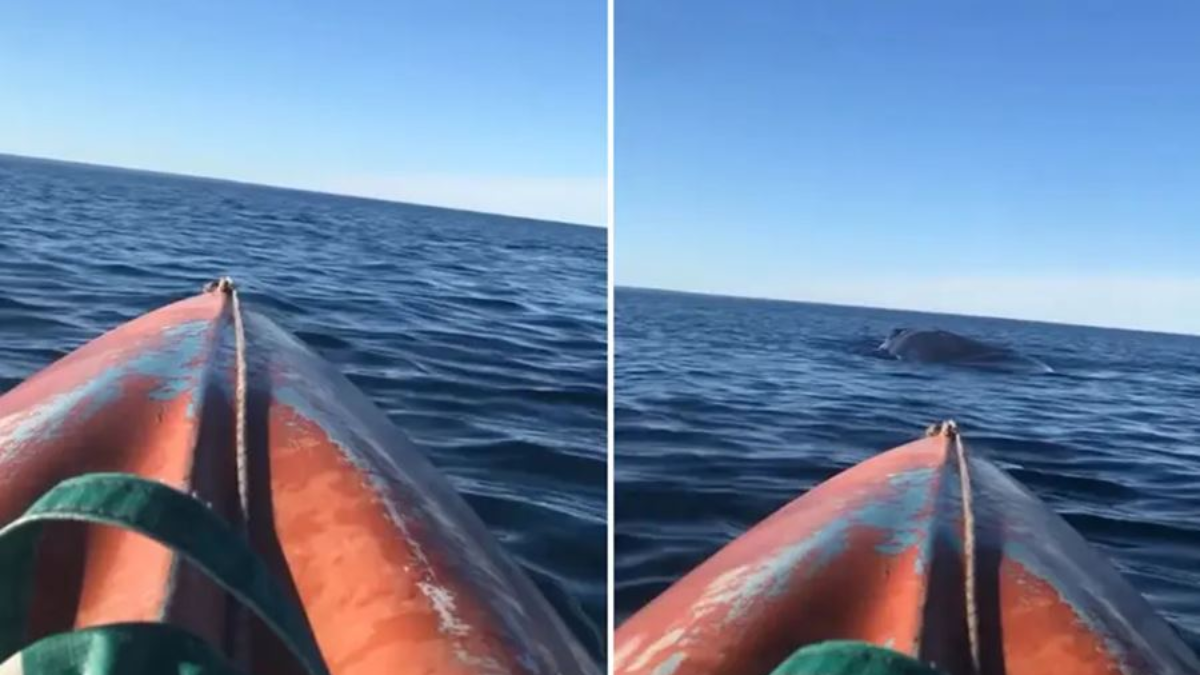 Una ballena sorprendió a un kayakista en Puerto Madryn