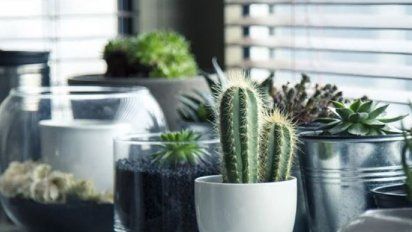 5 plantas con la capacidad de absorber la humedad en la casa