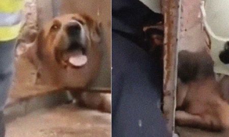 Video viral: bomberos rescataron a un perro que tenía la cabeza atrapada en una puerta metálica. Video viral: bomberos rescataron a un perro que tenía la cabeza atrapada en una puerta metálica.