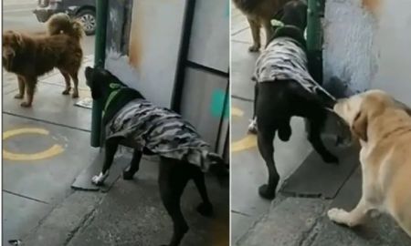 El perro pacifista que es aclamado en las redes por evitar que su amigo se peleara El perro pacifista que es aclamado en las redes por evitar que su amigo se peleara