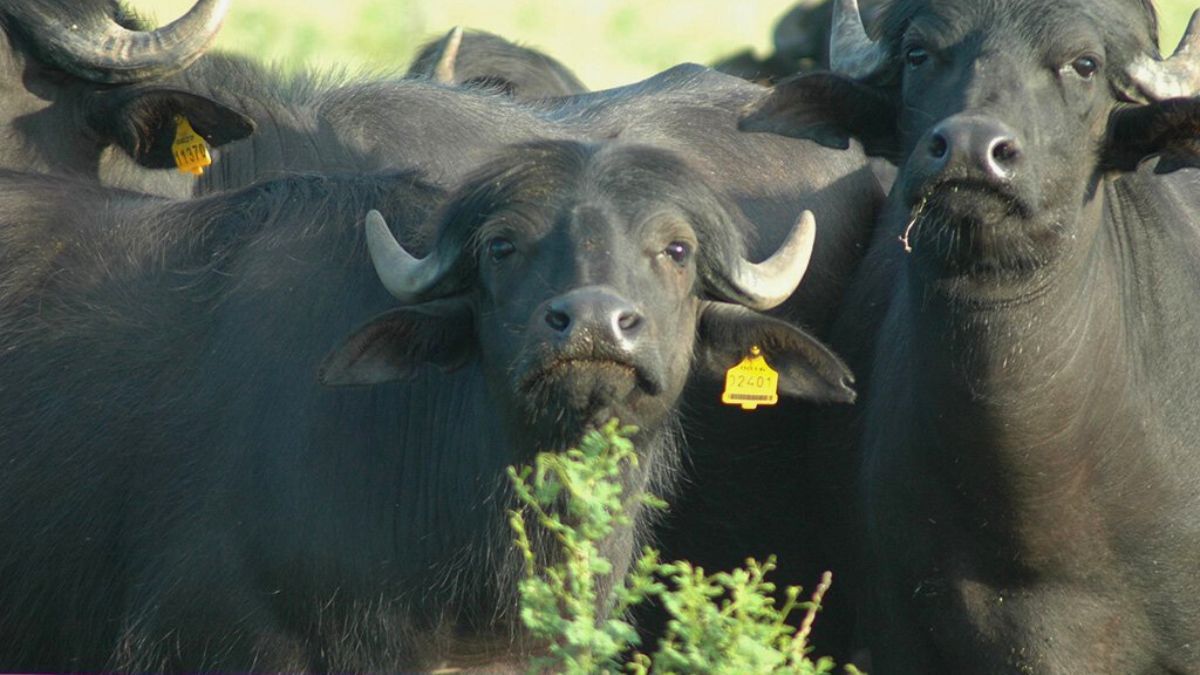 La producción del búfalo de agua es una actividad sustentable desde lo económico