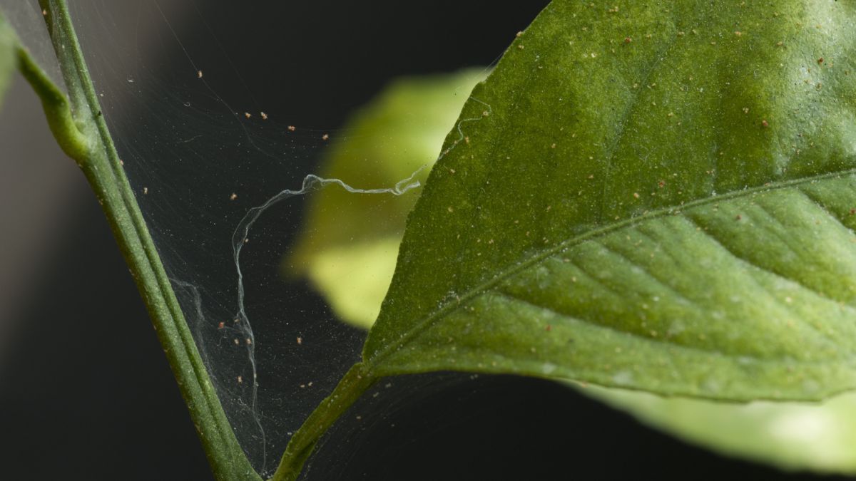 Detectar las plagas a tiempo es indispensable para la salud de las plantas.