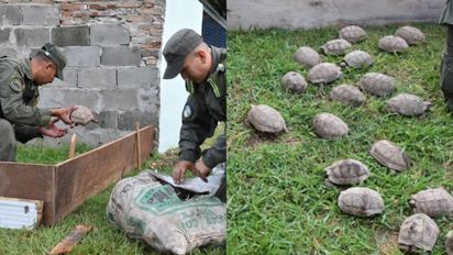 Ruta Nacional 34: rescataron más de 500 animales silvestres en un control de Gendarmería