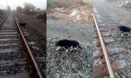 Chaco: dejaron atado a un perro en las vías del tren y un maquinista paró su formación para salvarlo Chaco: dejaron atado a un perro en las vías del tren y un maquinista paró su formación para salvarlo
