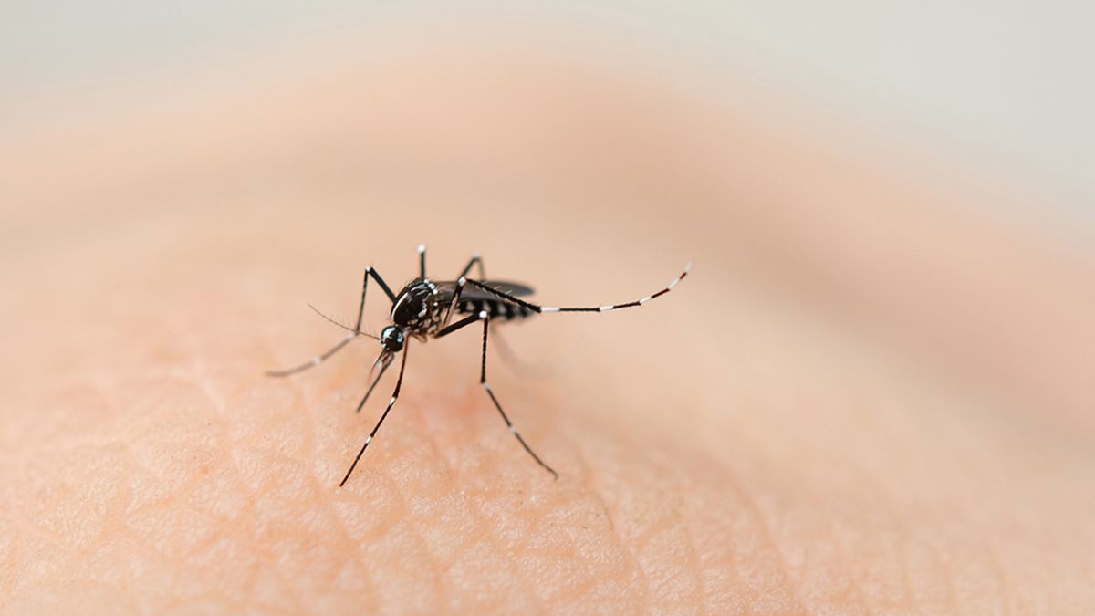 La vacuna contra el dengue es una luz de esperanza para los próximos brotes, aseguró Uboldi