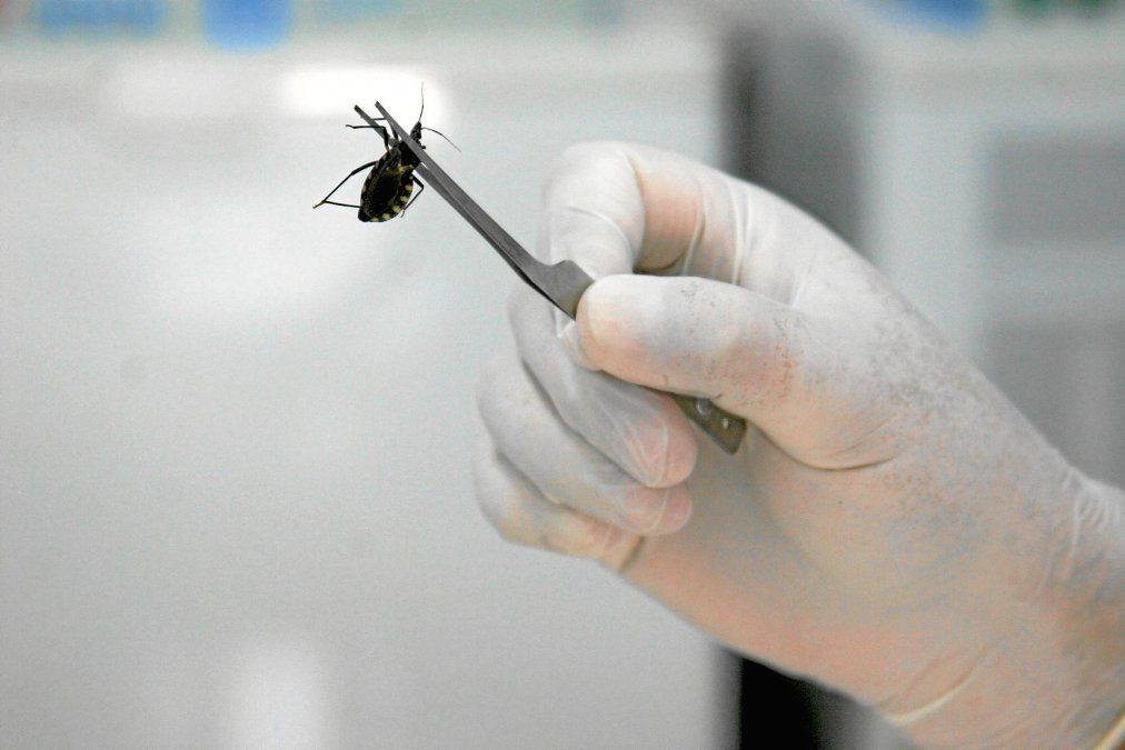 La Enfermedad de Chagas es causada por el parásito Trypanosoma Cruzi y entre las principales formas de contagio se encuentran el contacto con las heces de la vinchuca