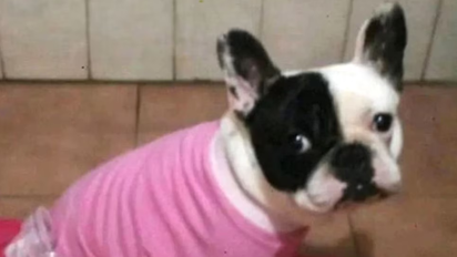 La llevó a bañar y se la devolvieron muerta: el histórico fallo de $17 millones que sacude a las veterinarias