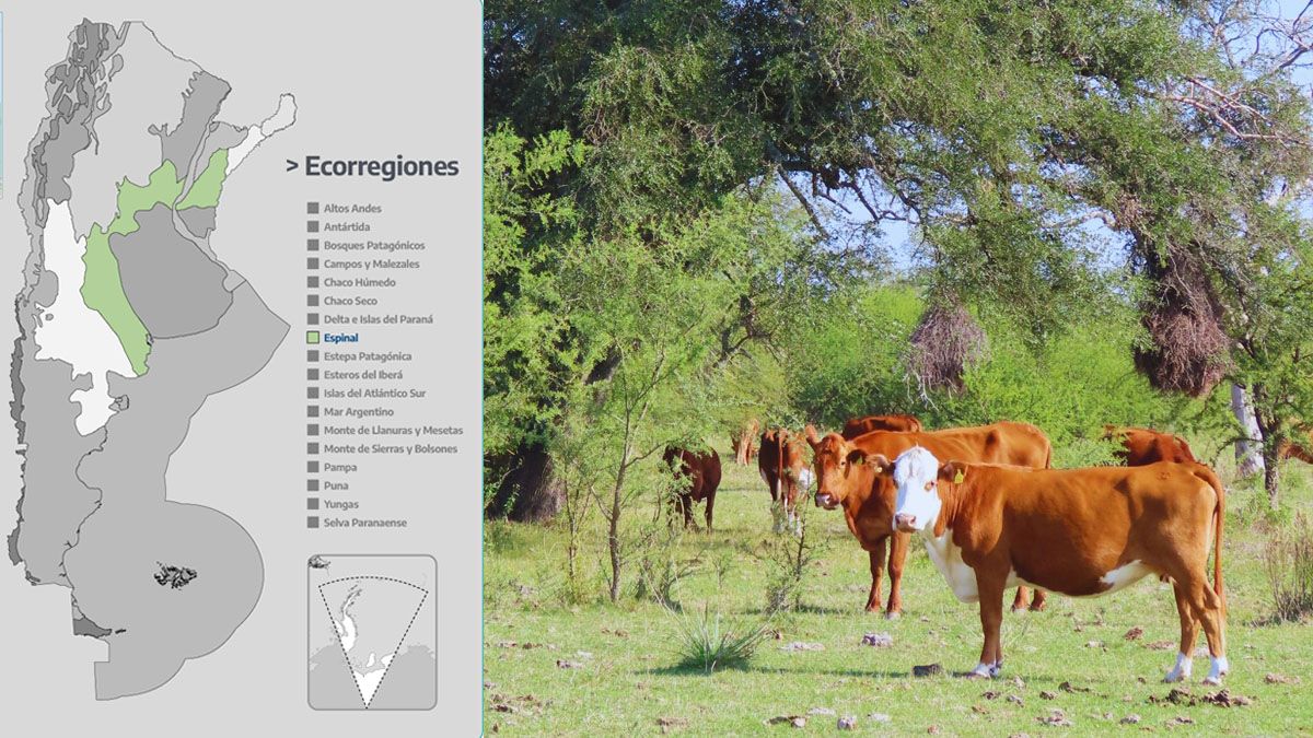 La ecorregión del Espinal es una formación de bosques armados de espinas típicos de ambientes secos, alternada con sabanas, estepas de gramíneas y palmares, representa la herradura arbórea que ciñe al pastizal pampeano.  
