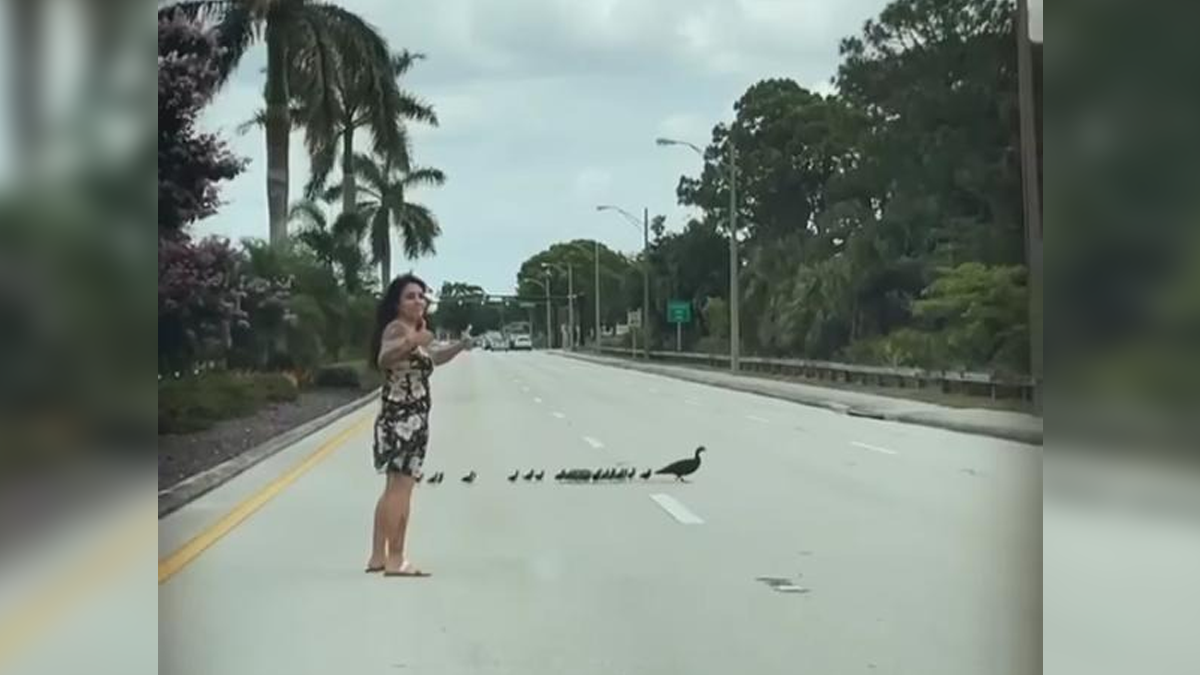 Frenó el tránsito para que pueda cruzar una familia de patos
