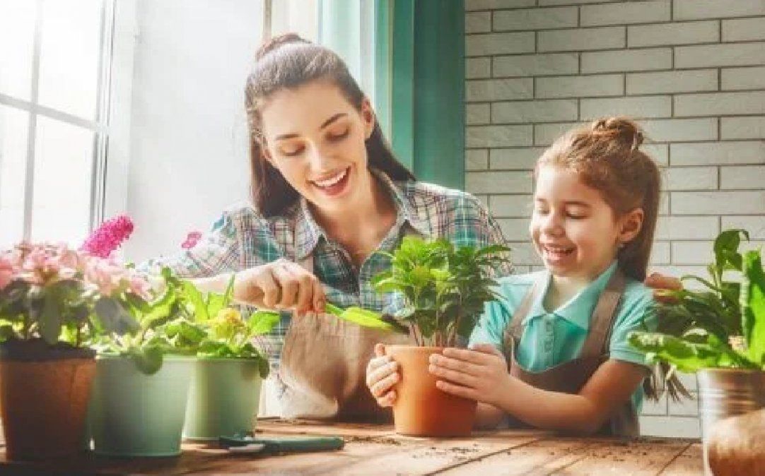 Cuáles son los cuidados que tus plantas necesitan para mantenerse sanas en invierno