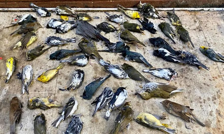 que significa sonar con pajaros muertos que significa sonar con pajaros muertos