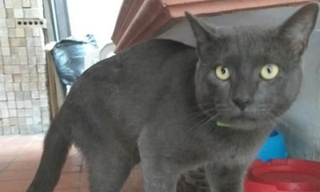 viral: el gato con doble vida que tenia dos casas, dos nombres y dos duenos viral: el gato con doble vida que tenia dos casas, dos nombres y dos duenos