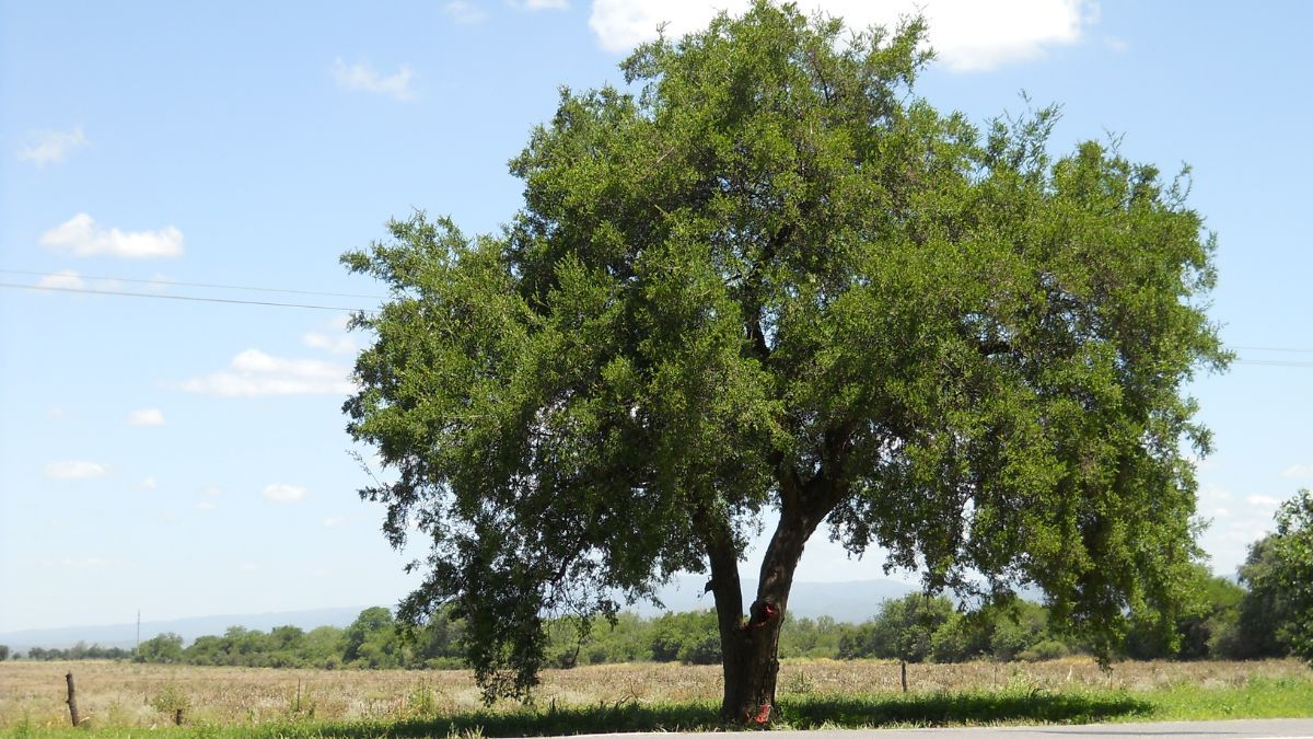 El tala produce pequeños frutos que sirven de alimento para numerosas especies de aves. El tala produce pequeños frutos que sirven de alimento para numerosas especies de aves.