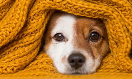 Con la llegada del invierno, es crucial tomar medidas para garantizar el bienestar de su mascota. Con la llegada del invierno, es crucial tomar medidas para garantizar el bienestar de su mascota.