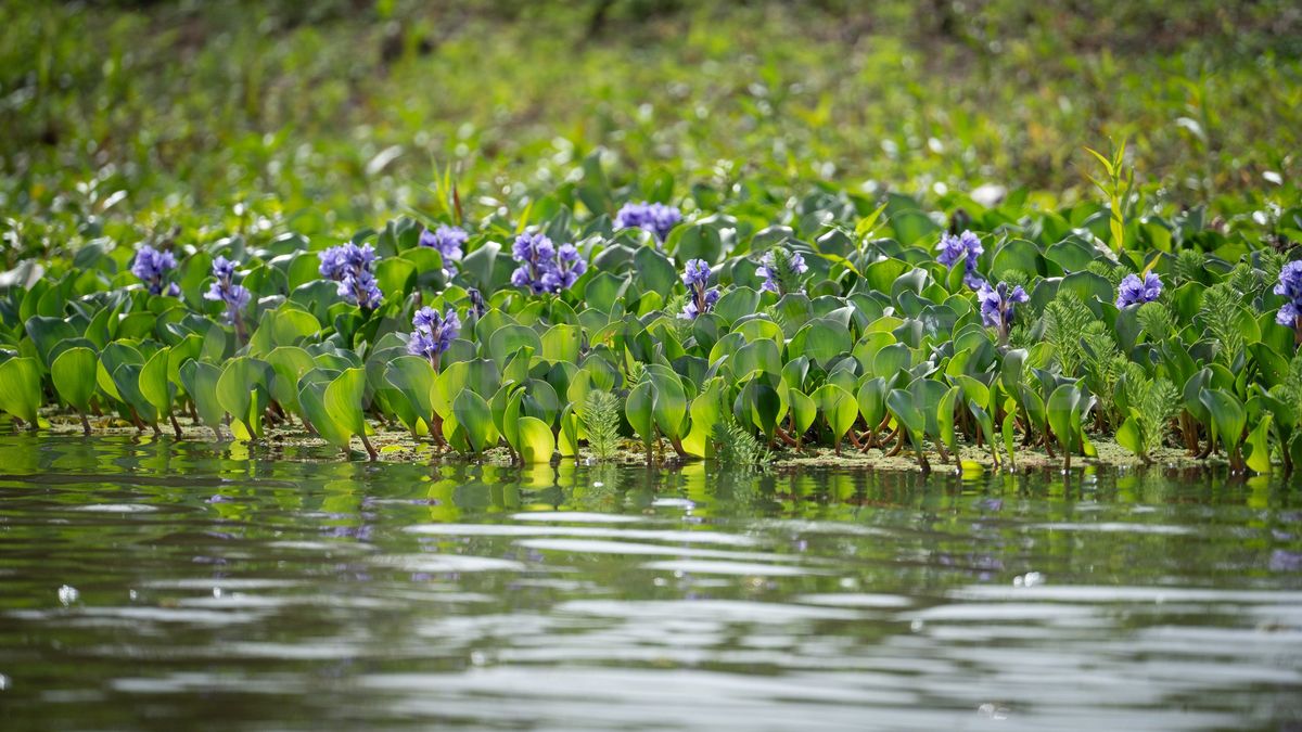 En plena primavera, el humedal se pinta de verde y hay flores por todos lados. En plena primavera, el humedal se pinta de verde y hay flores por todos lados.