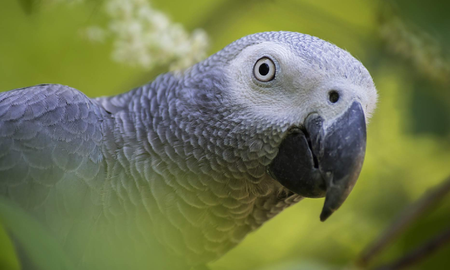 El sexto sentido en los animales El sexto sentido en los animales