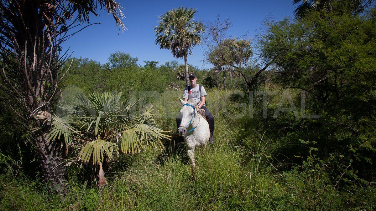 Durante el recorrido también se atraviesa un cordón de palmeras caranday.