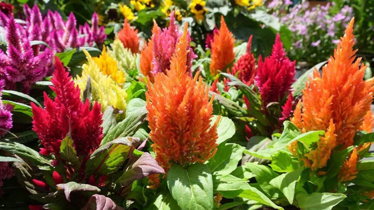 Tres plantas resistentes al calor que llenan el jardín de color en verano.