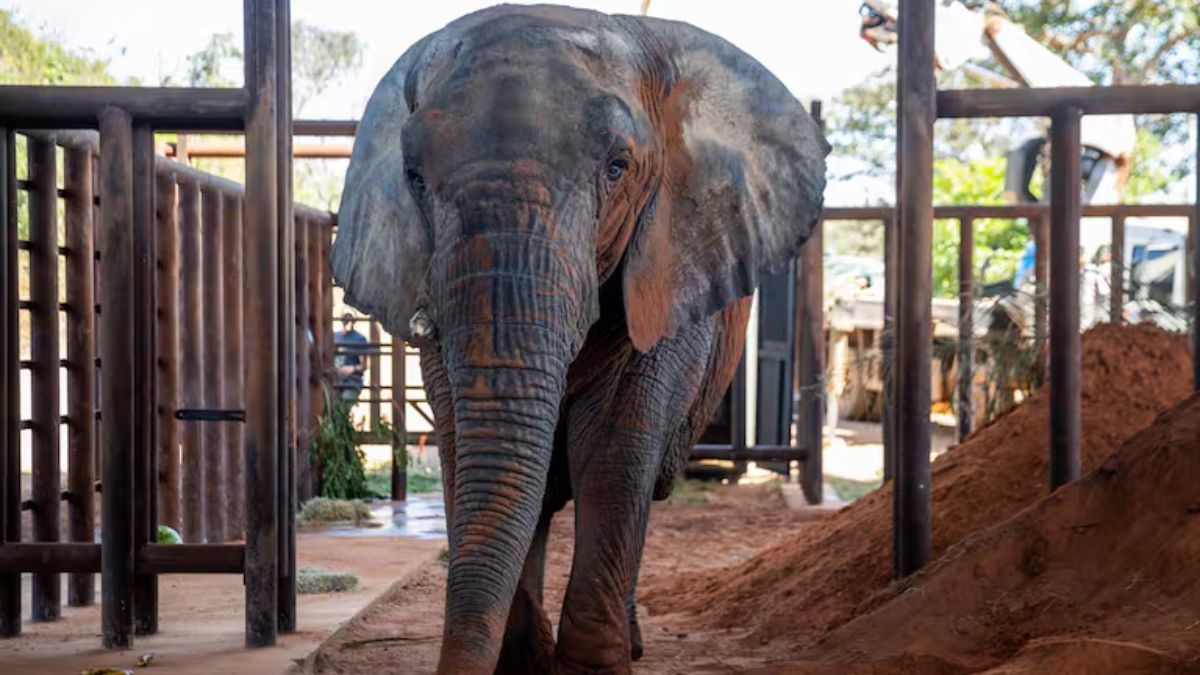 Kenya muri&oacute; en el santuario de Brasil este martes.