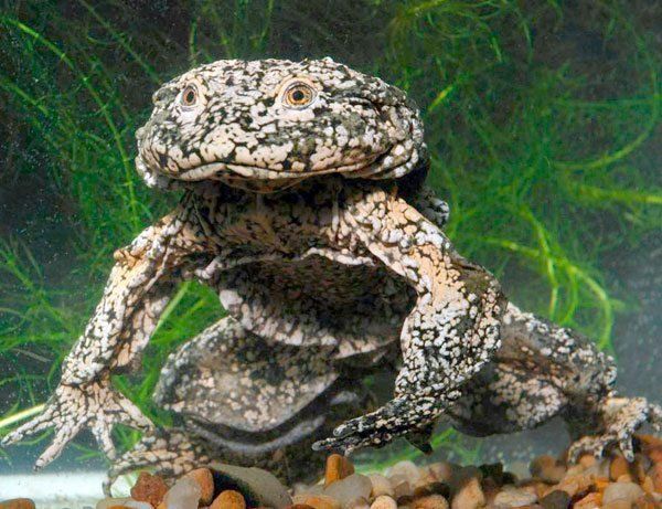 Aseguran que existió una rana gigante que comía dinosaurios