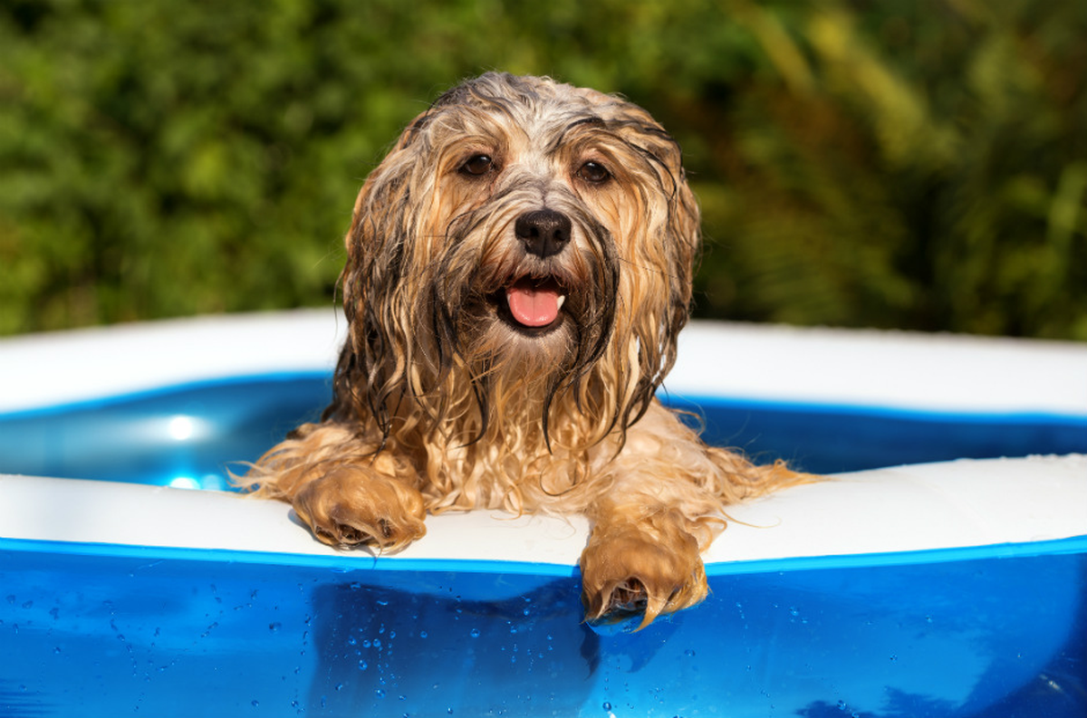 Las mascotas merecen especial cuidado durante las olas de calor. Las mascotas merecen especial cuidado durante las olas de calor.