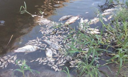 El arroyo Rey tiene problemas de contaminación desde hace años, pero la mortandad de peces también puede ser causada por el efecto del calor en un curso con menos agua. El arroyo Rey tiene problemas de contaminación desde hace años, pero la mortandad de peces también puede ser causada por el efecto del calor en un curso con menos agua.