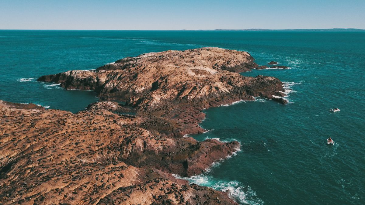 El alga wakame, una especie invasora en las costas de Chubut, se convirti&oacute; en un recurso culinario de lujo gracias a la extracci&oacute;n controlada que realizan los equipos de conservaci&oacute;n del parque.